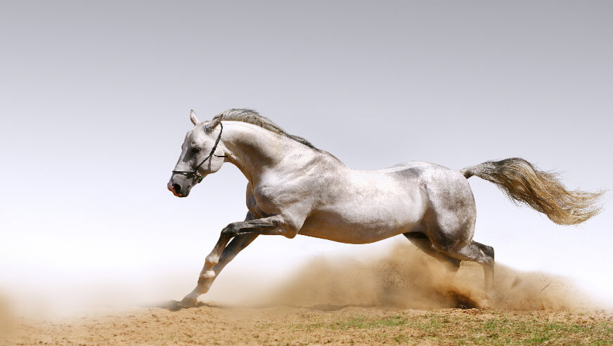 محصولات